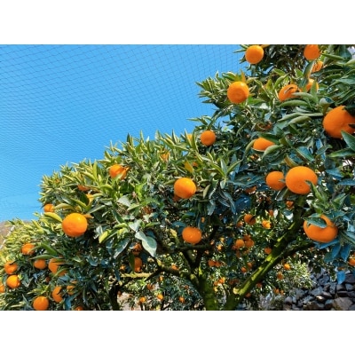 ひさしげ農園　せとかジュース6本入