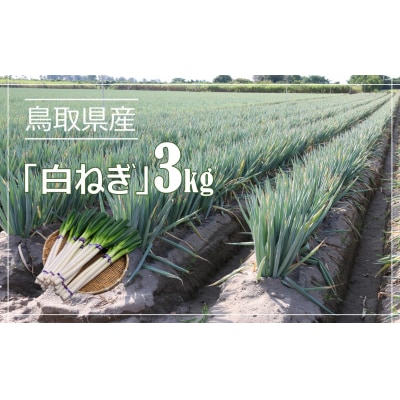 鳥取県産 白ねぎ 3kg | ふるさと納税のお礼品
