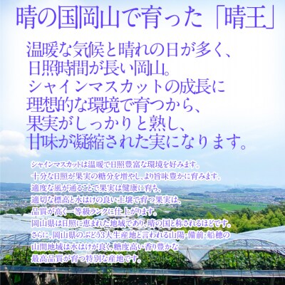 【2回定期便】シャインマスカット晴王 2房 (約1.4kg) 岡山県産 [No.5735-2151]
