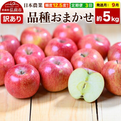 《定期便3ヶ月》りんご 品種おまかせ 約5kg【訳あり】9～11月|24_nng-990503ad