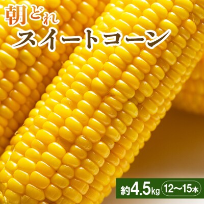 【2026年5月下旬より順次配送】朝どれ とうもろこし 4.5kg(12～15本) sy-0002