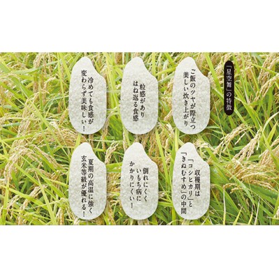令和7年産　星空舞　10kg(5kg×2袋)