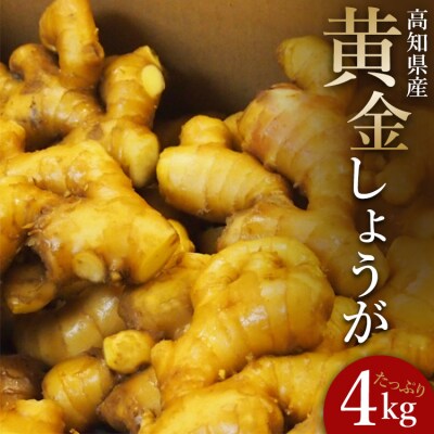 生姜一筋70年の生姜老舗問屋 黄金しょうが4kg Xnb-0008