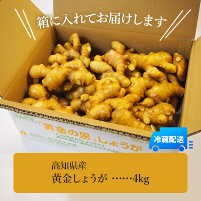 生姜一筋70年の生姜老舗問屋 黄金しょうが4kg Xnb-0008