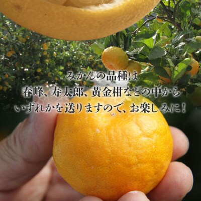 【先行受付】間城農園 ちょこっと食べたい方におすすめ「文旦とみかんのプチBOX」 ms-0088