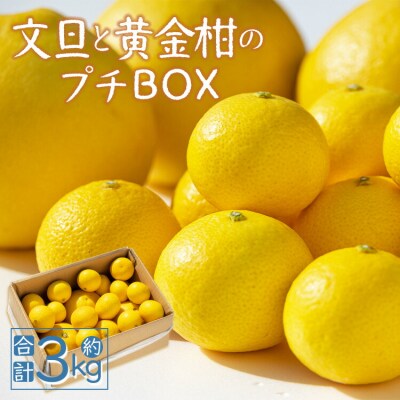 【先行受付】間城農園 おすすめ「文旦と黄金柑のプチBOX」合計約3kg ms-0089