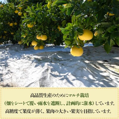 【先行受付】間城農園 おすすめ「文旦と黄金柑のプチBOX」合計約3kg ms-0089