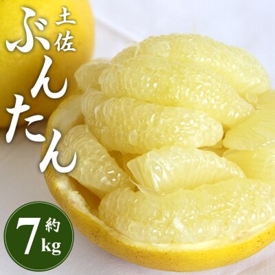 土佐文旦7kg (2L～4Lサイズ) 間城農園 - 高知産 土佐文旦 柑橘 ms-0093