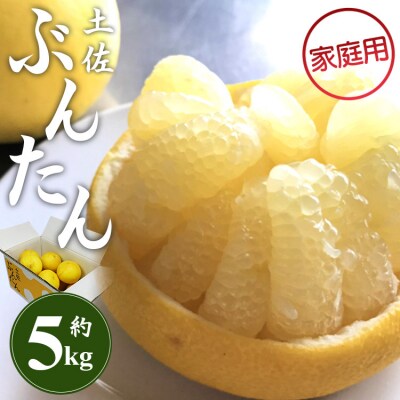 【先行受付】間城農園 土佐文旦5kg (家庭用)(2L～4Lサイズ) ms-0094