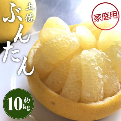 文旦 土佐文旦 10kg (家庭用)(2L～4Lサイズ) 間城農園 ms-0095