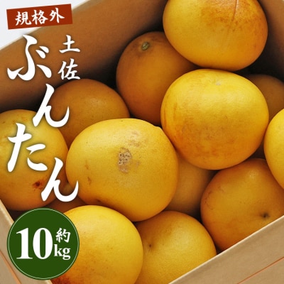 【先行受付】間城農園 土佐文旦 10kg(規格外)(2L～4Lサイズ) ms-0096