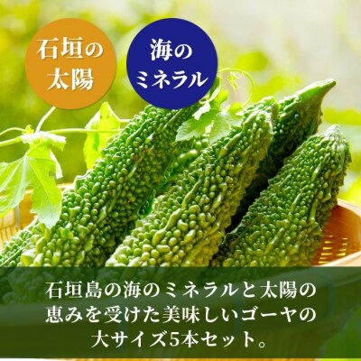 南国石垣島では冬が旬 朝採れゴーヤ大5本セット 2027年1月～2027年4月まで順次発送