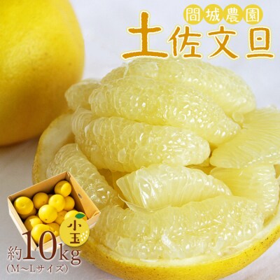 【先行受付】間城農園 土佐文旦 小玉10kg (М～Lサイズ) ms-0097