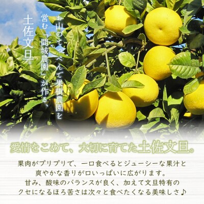 【先行受付】間城農園 土佐文旦 小玉10kg (М～Lサイズ) ms-0097