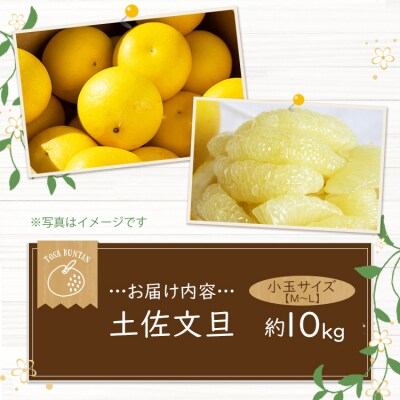 【先行受付】間城農園 土佐文旦 小玉10kg (М～Lサイズ) ms-0097