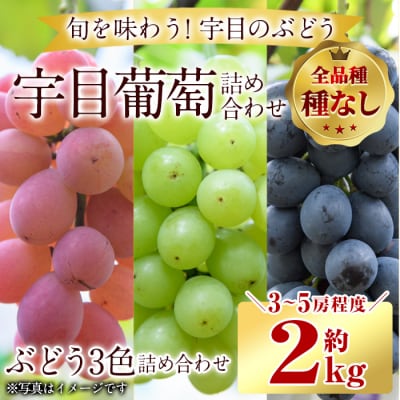 <先行受付中!2026年9月以降順次発送予定>宇目葡萄 3種詰め合わせ(合計2kg・3-5房)