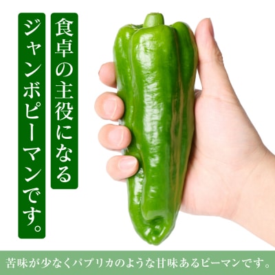 とんがりジャンボピーマン 1.5kg_271-6792-A