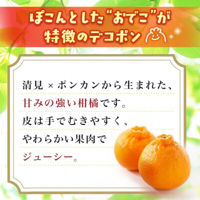 【2027年1月中旬より発送開始】不知火(デコポン) 約5kg(H116137)