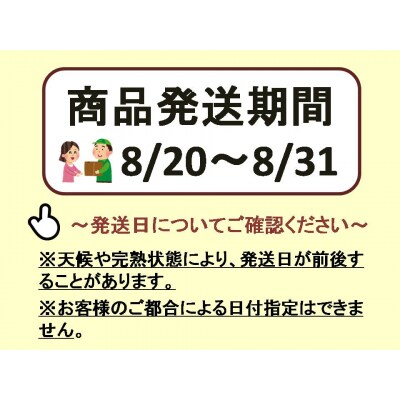 【2026年発送分先行受付】ナガノパープル　2房(約1kg)【配送時期:8月下旬】