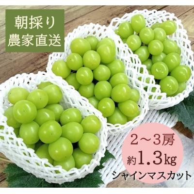 【2026年発送分先行受付】シャインマスカット　2～3房(約1.3kg)】【配送時期:9月上旬】