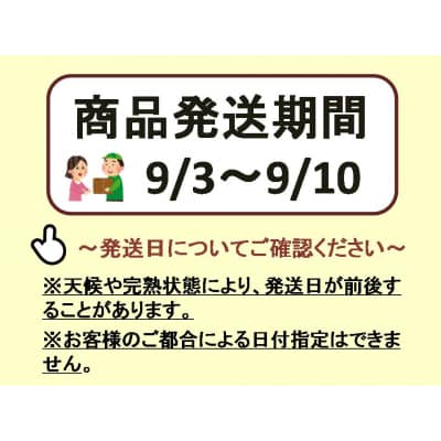 【2026年発送分先行受付】シャインマスカット　2～3房(約1.3kg)】【配送時期:9月上旬】