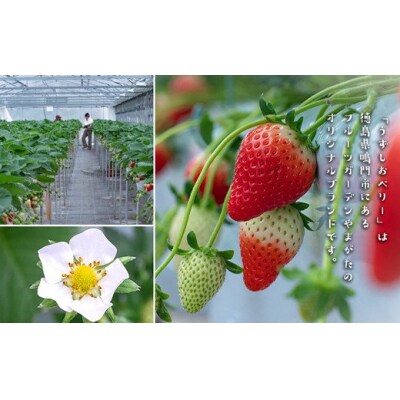 うずしおベリー カタラーナ 贅沢6箱セット(計24個) 