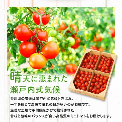 高松産季節の果物【ミニトマト】約2.7kg