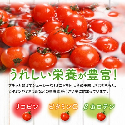 高松産季節の果物【ミニトマト】約2.7kg