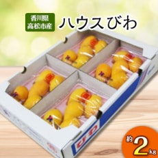【先行受付2023年】ハウスびわ　約2kg | ふるさと納税のお礼品