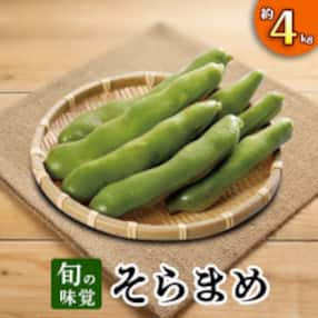 【先行受付2023年】旬の味覚 そらまめ 約4kg