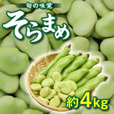 【先行受付2025年】旬の味覚　そらまめ　約4kg