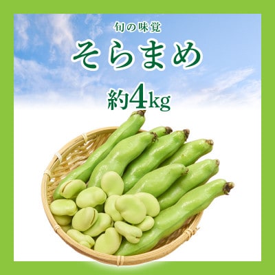【先行受付2025年】旬の味覚　そらまめ　約4kg