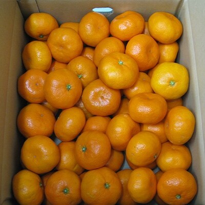 高松産季節の果物【蔵出しみかん】約4.6kg×2箱