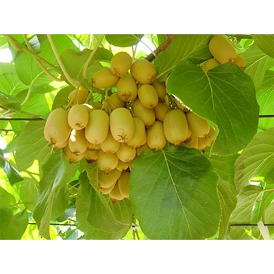 ご家庭用　さぬきキウイっこ　約4.5kg