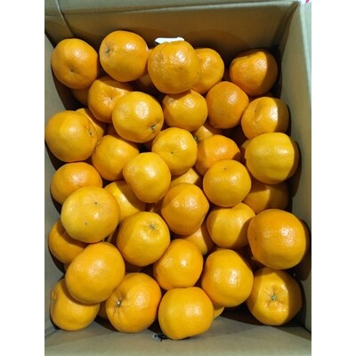 ご家庭用　ぽんかん　約5kg