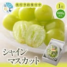 【先行受付2025年】シャインマスカット化粧箱　1房(600g以上)
