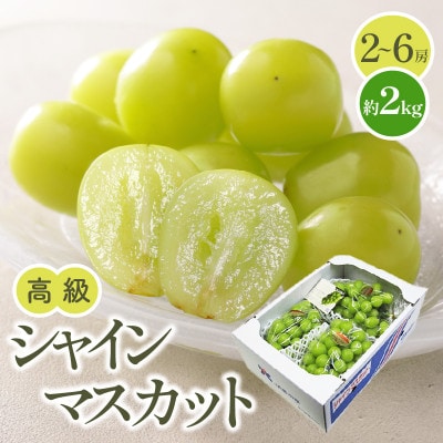 【先行受付2025年】高級　シャインマスカット　約2kg