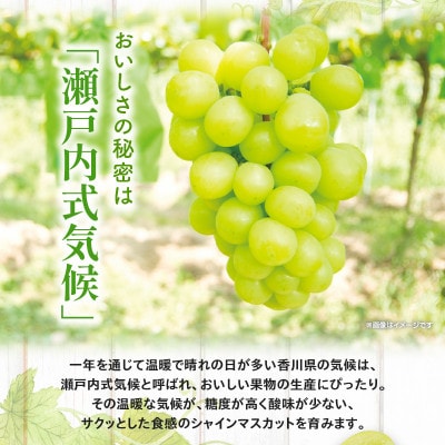 【先行受付2025年】高級　シャインマスカット　約2kg