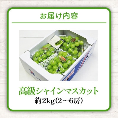 【先行受付2025年】高級　シャインマスカット　約2kg