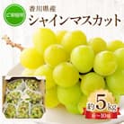 【先行受付2025年】ご家庭用　シャインマスカット　約5kg