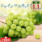 【先行受付2024年】ご家庭用シャインマスカット2房　約1.1kg