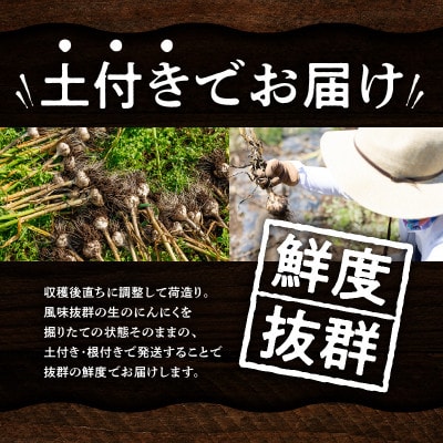 【2025年5月発送】土付きにんにく　約2kg