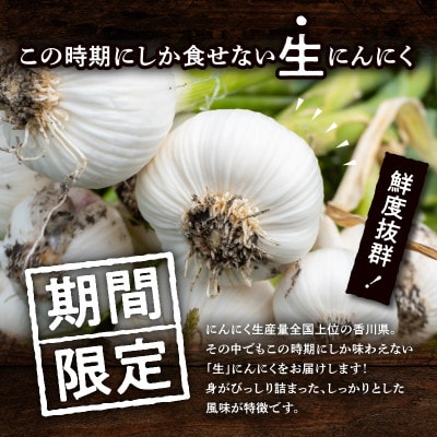 【2026年5~6月発送】ご家庭用　生にんにく　約3kg