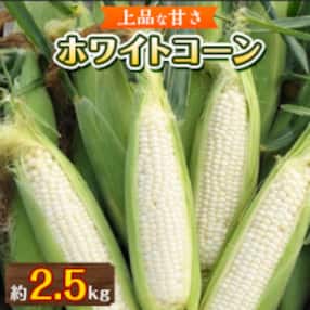 【2023年6～7月】上品な甘さ ホワイトコーン 約2.5kg