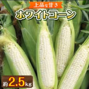 上品な甘さ 瀬戸内ホワイトコーン 約2.5kg【6月中旬～7月中旬】