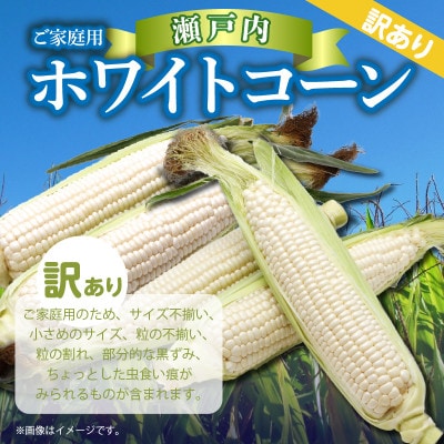 訳あり ご家庭用 瀬戸内ホワイトコーン　約6kg【6月上旬～7月中旬】