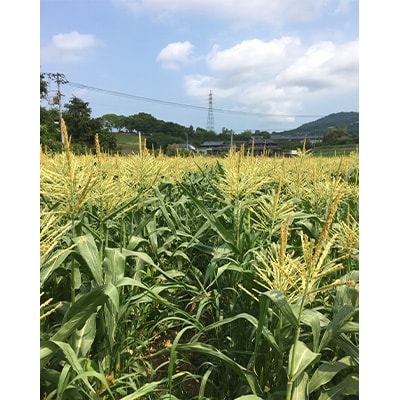 瀬戸内イエローコーン　約3kg【6月上旬～7月中旬】