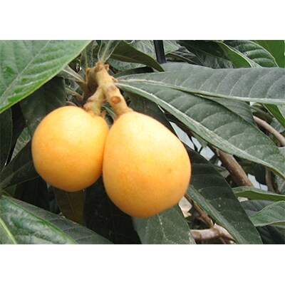 【2021年5～6月発送】なつたよりびわ化粧箱　約500g