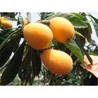 【数量限定2000セット・2026年5～6月発送】びわの食べ比べセット　約2kg