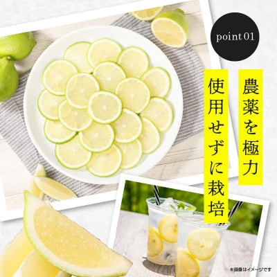 レモン　約2kg